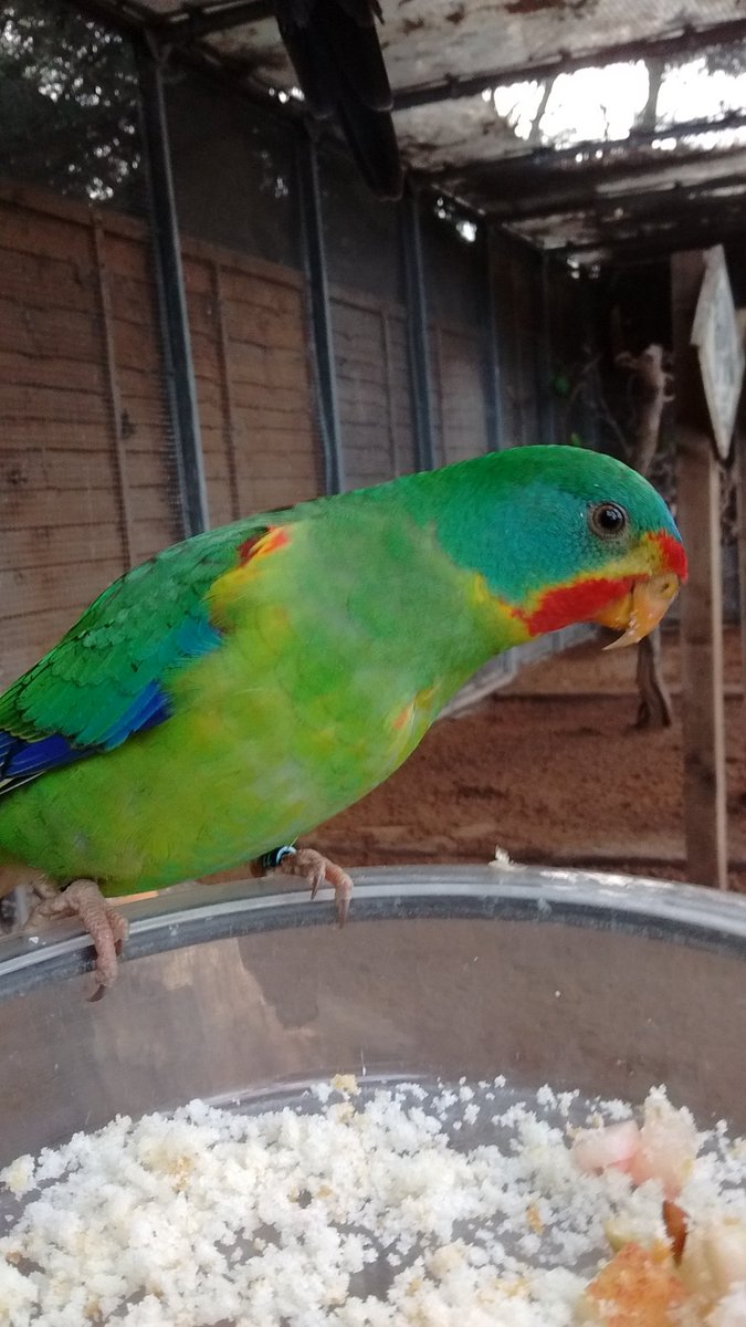 This beautiful little bird is a swift parakeet from Australia, we have 2 pairs who live not surprisingly in our Australian aviary! In the wild they are critically endangered, recent devastating bushfires will not of helped. We are hoping our pairs will breed in the Spring.