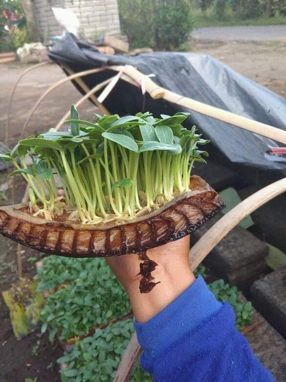 PetaniRasional's tweet photo. Menyemai benih timun dan bunga matahari menggunakan gedebog pisang. https://t.co/TQnmbYUldK