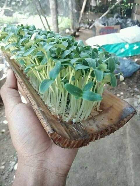 PetaniRasional's tweet photo. Menyemai benih timun dan bunga matahari menggunakan gedebog pisang. https://t.co/TQnmbYUldK