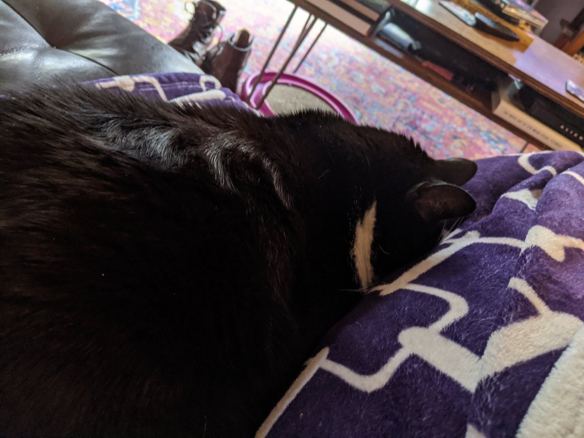 Caglesworth's tweet photo. One more, because cuddles. And one on the couch, before I took a turn for the worst. Ripley faceplants at the announcement that she's relegated to the bedroom to keep me company for the next three days. #saintripley #poorsean https://t.co/BJ7vhsLlEz