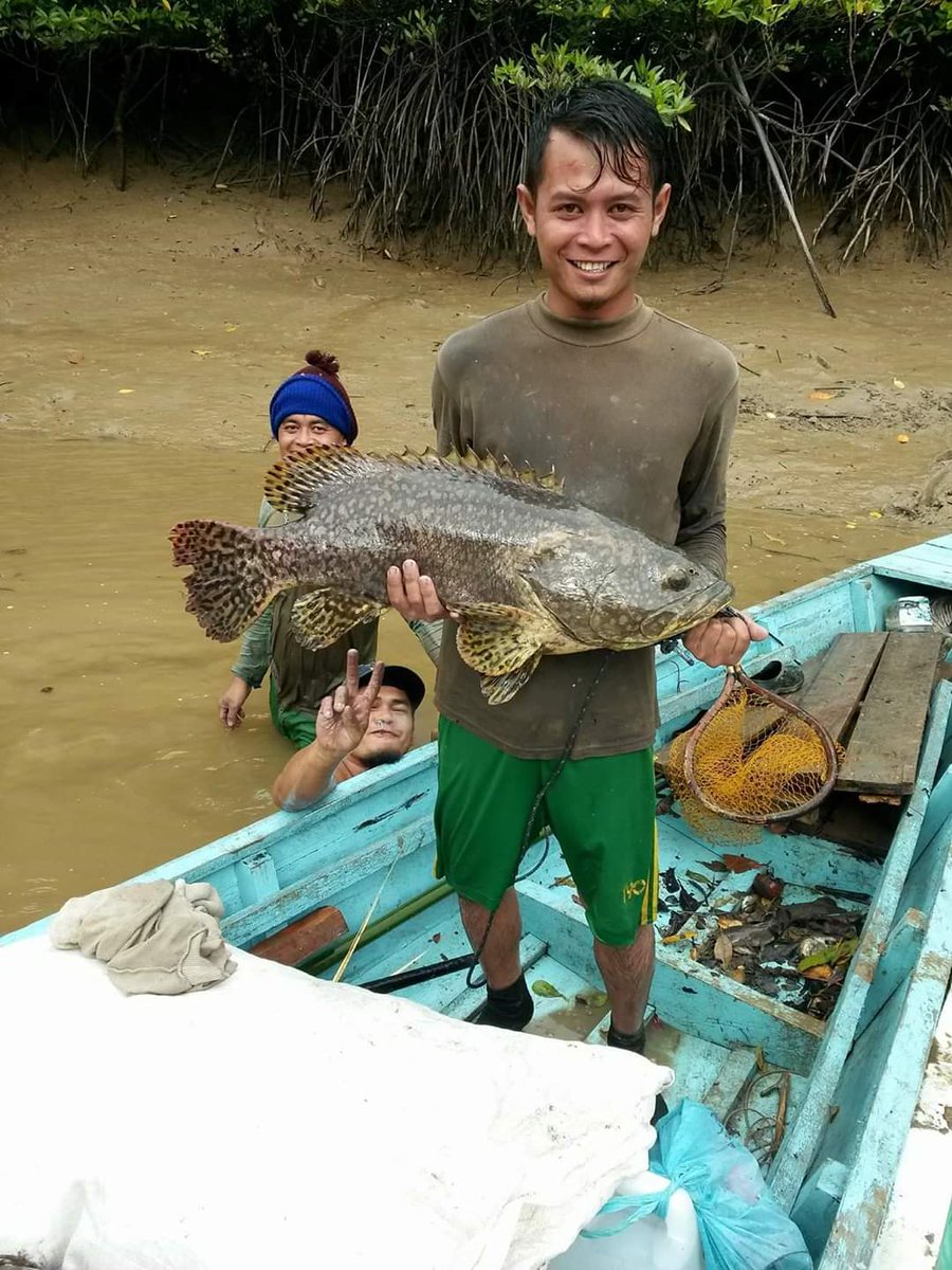 Sarawak Aritok On Twitter Ikan Kerapu Tok Nak Sarawak Aritok On Twitter Ikan Kerapu Tok Nak