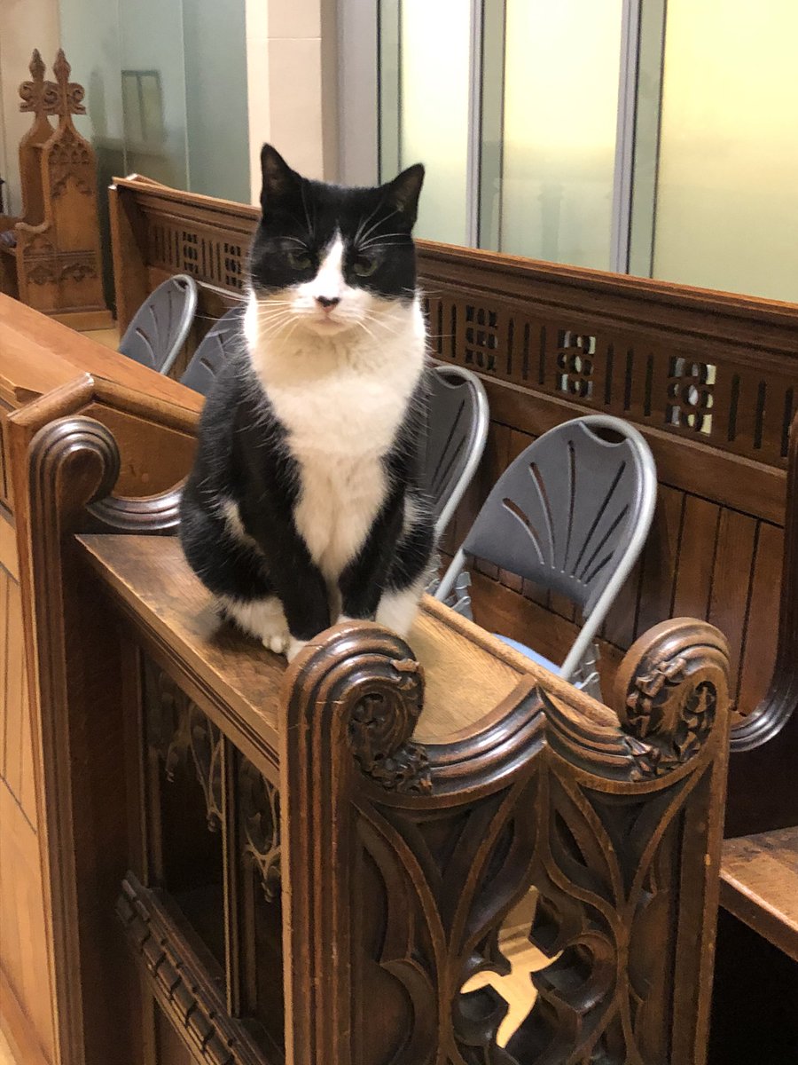 Black and white cat sitting upright on the pew of the Vicar’s stall.