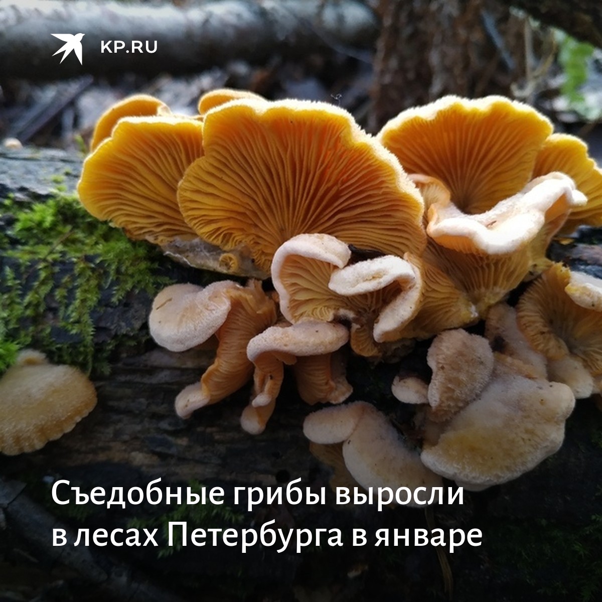 первые весенние грибы. весенние грибы подмосковья несъедобные. весенние грибы сморчки. весенние грибы съедобные. сморчок съедобный (morchella esculenta).