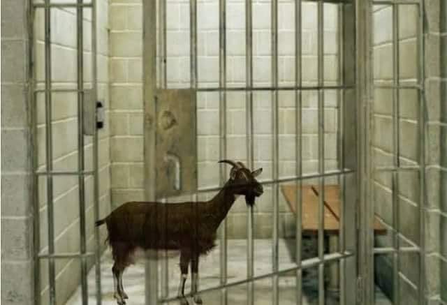 Ngrtrends's tweet photo. The Nigerian police in Kwara State arrested a goat on suspicion of attempted armed robbery to steal a Mazda 323 car (2009). 

#NGRTrends https://t.co/S0GC4Oa6im