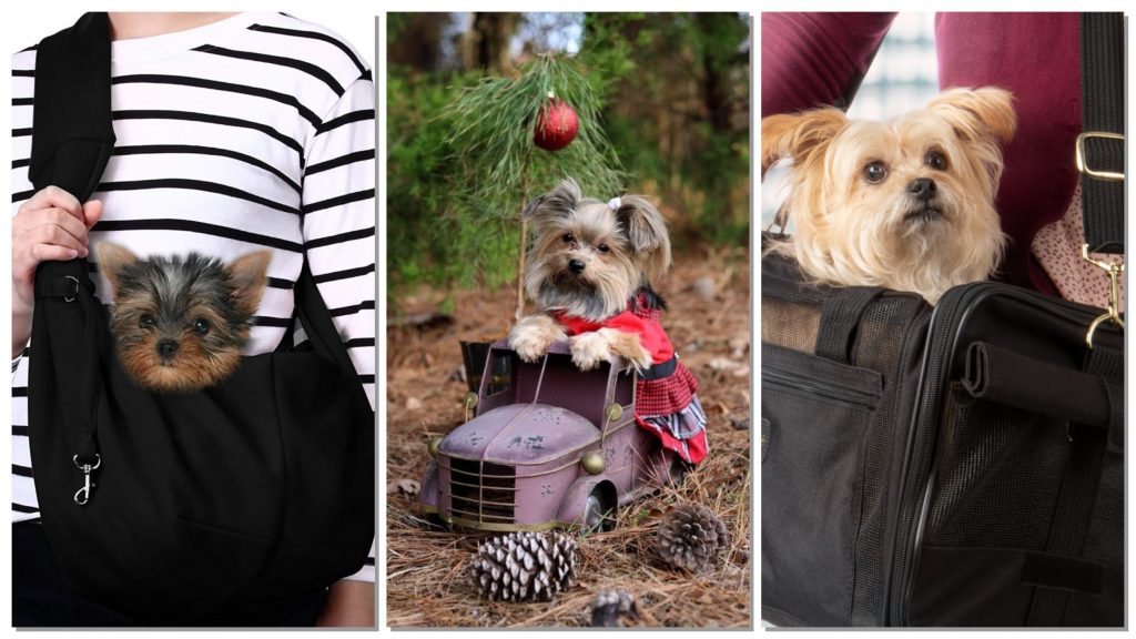 The Best Carriers for Your Yorkie #mylittleyorkiworld #yorkie bit.ly/2tCBUEr