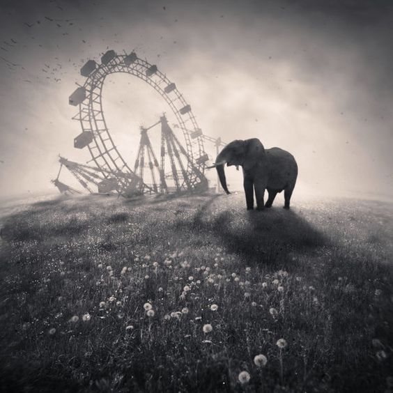 greenmood_girl's tweet image. #stopusinganimals in circuses