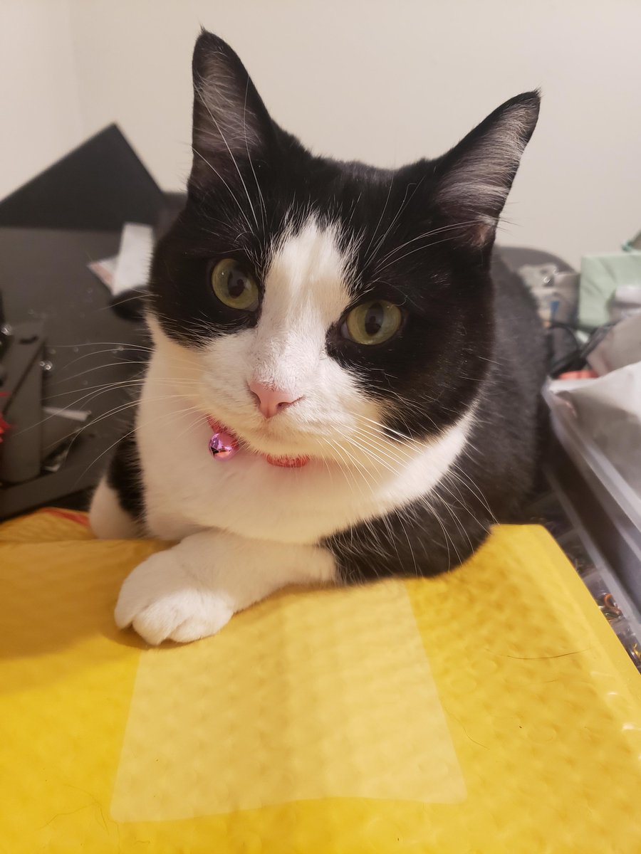 Do U Love Cat ? (@doulovecat) on Twitter photo 