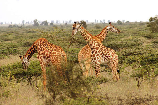 land_rail's tweet photo. Stop searching start looking for your perfect safari ,its only a couple of mouse clicks awayClick on our website to choose your preferred safari both within major parks in Kenya and Tanzania.
https://t.co/yiEeeL6VMb
Contact us :+254707521743
Email: landrailsafaris@gmail.com/ https://t.co/iDgGGcFyUr