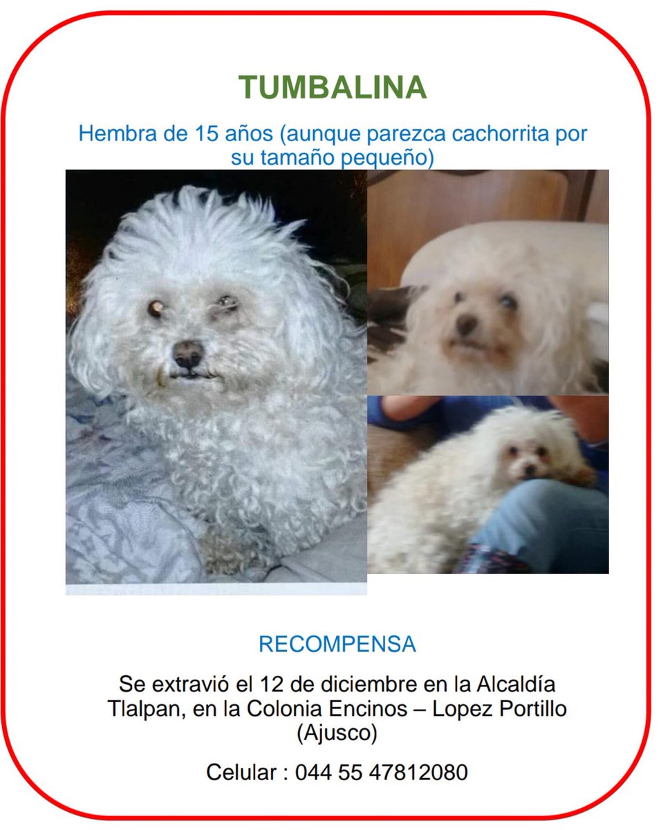 rumabo1's tweet photo. @Ajusco_Tlalpan @AjuscoTlalpan @ComiteDHAjusco @AjuscoDenuncias @JardinesAjusco3 @AjuscoTlalpan @TlalpanVecinos @tlalpanpet @PrrosPerdidosMX @lawera33 @PerdiMiMascota @amidoglove @PpEncontradosMx @MascotasSismo @DefensaAnimal @Perrosenlacalle @sebuscaCdMx @animalitoscdmx https://t.co/7GeZe17GP4
