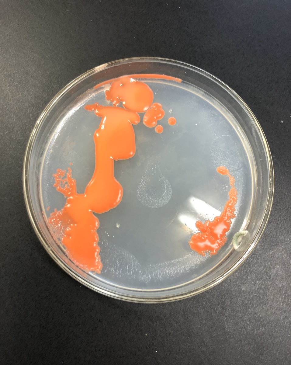 明和高校ssh部生物班 V Twitter 放置していた培地にサーモンピンクの物体が 赤色 のコロニーをつくる微生物はいくつか存在しますが 調べたところ赤色酵母 Rhodotorula のようです