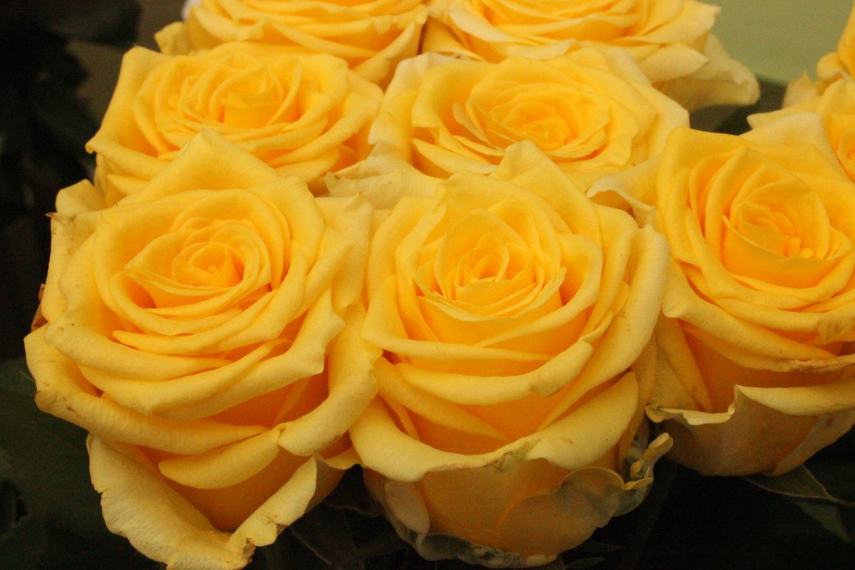 たかひで 午後の薔薇 ｎｏ １７９０ ベイブ ソラーレ イリオス デュカット Rose Furawa Gogonobara