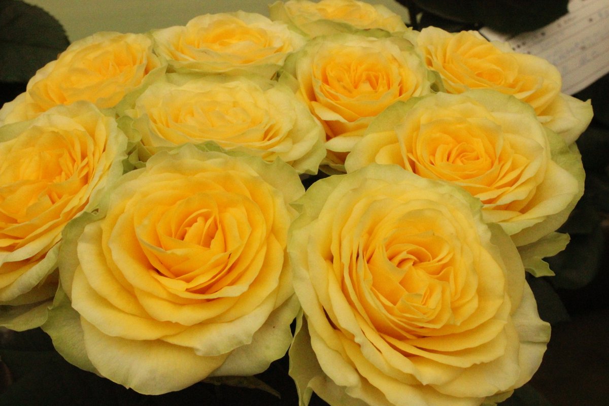 たかひで 午後の薔薇 ｎｏ １７９０ ベイブ ソラーレ イリオス デュカット Rose Furawa Gogonobara