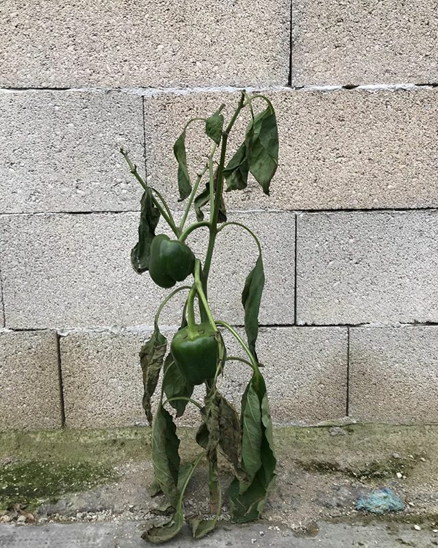 fortrecup's tweet photo. 🌱 Street food 🌱 Un poivron qui pousse déjà sur la station service où nous installerons des activités d’agriculture urbaine hors sol d’ici cet été ... #fortrecup #fortdaubervilliers #aubervilliers #paris #coworking #agricultureurbaine #urbanfarm #local #streetfood #urbex #rec… https://t.co/gfuUs6lwHx