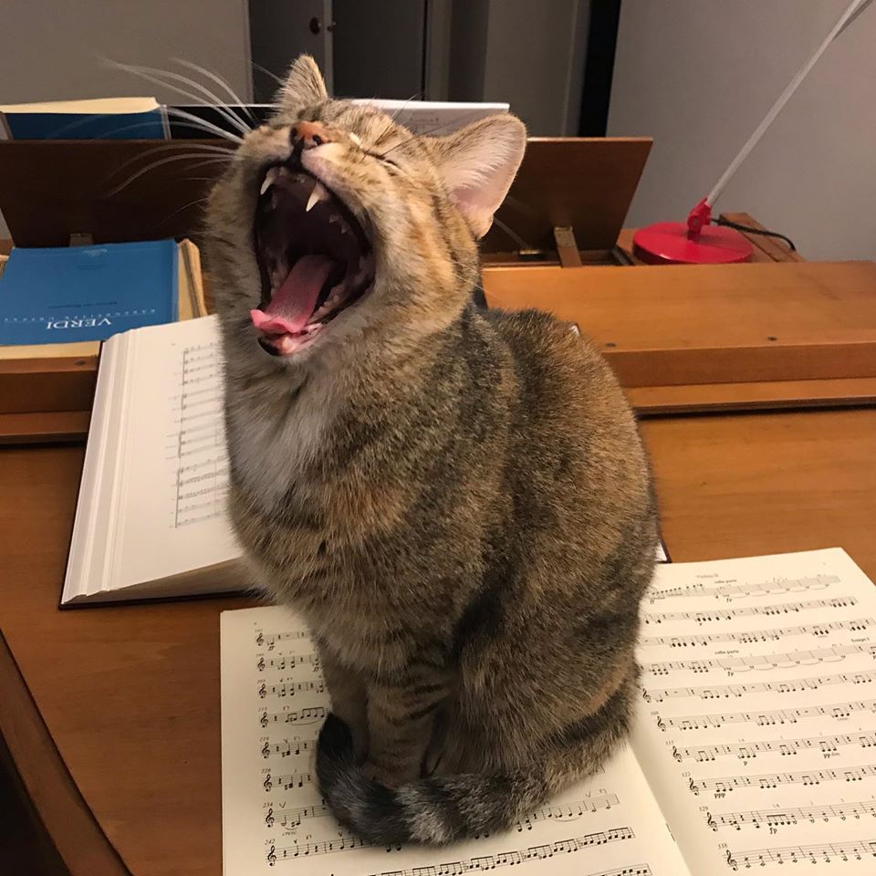 Baerenreiter's tweet photo. Any guesses on which work this Diva is rehearsing? https://t.co/gn9ubsTDQd