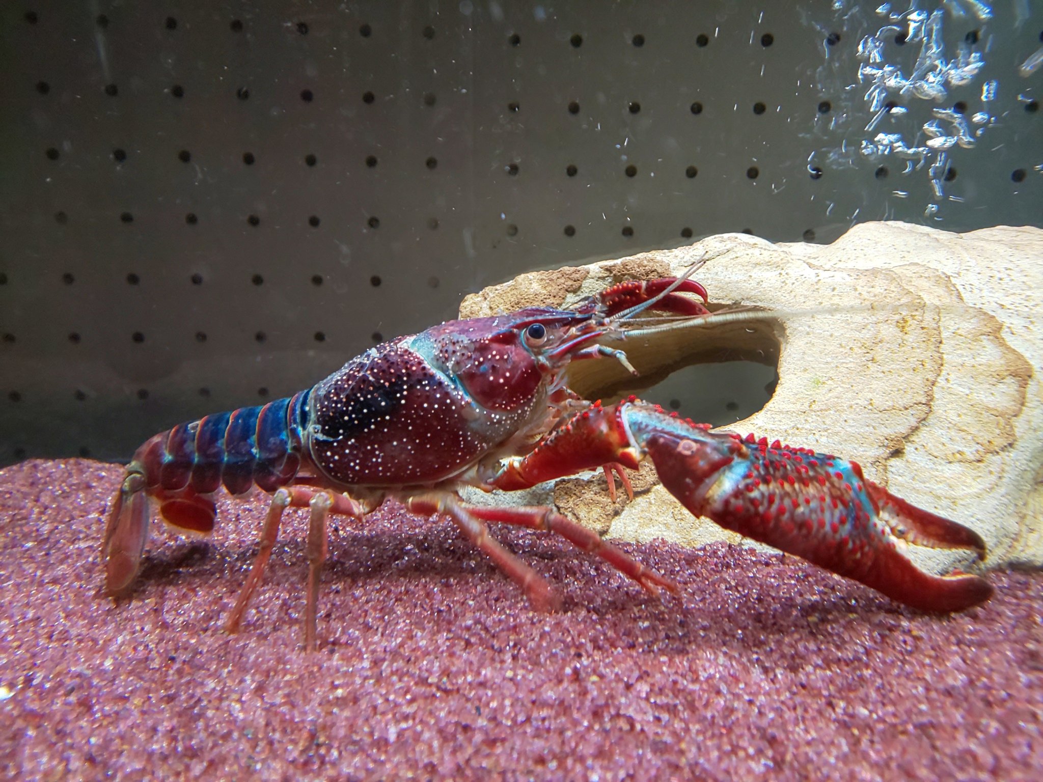村上幸平 ザリガニを食べたり駆除するようになってからか 飼っているザリガニに自然と名前をつけなくなったのですが 久しぶりに名前をつけた個体をご紹介 フック船長 左の再生第一胸脚がフックの様に曲がっているのだ さらに右の第一胸脚の大きさ
