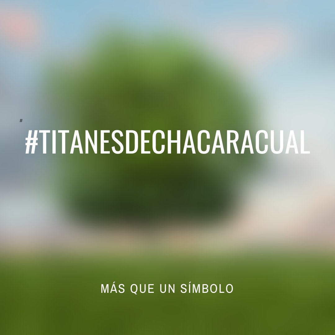 TITANESCHACARAC's tweet photo. GRACIAS INFINITAS 💚!!
A todxs los que de una u otra forma , están haciendo posible, que este 2020 #DecretaReservaFaunaMacanaoYa

Aquí el link para que puedan conocer la realidad de 
#Macano 
⬇⬇⬇⬇ 

https://t.co/7FD4l0yTh8
y #ApoyaReservaFaunaDeMacanaoYa https://t.co/T4XVC7eNIN