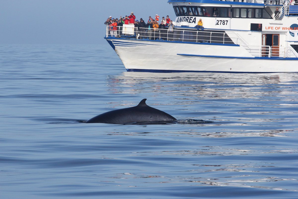 specialtours's tweet photo. What a beautiful experience on our boat Andrea 🐋⛴ https://t.co/pbYdThs6f3