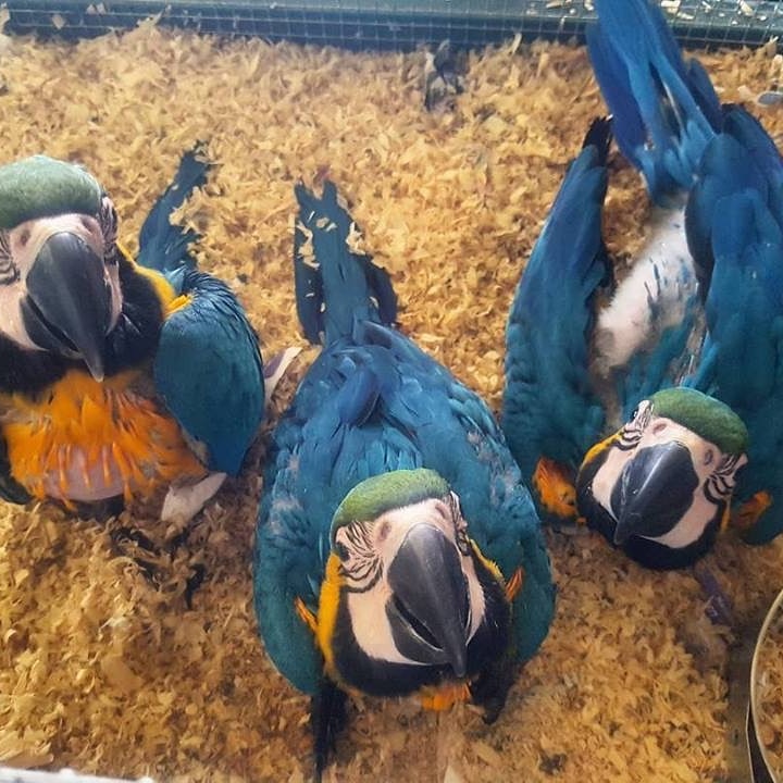 exotic birds with eggs for sale (@oliviah32162186) on Twitter photo 