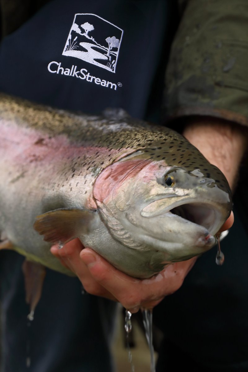 Marrfish's tweet photo. We've fixed our price on chalk stream trout - a great alternative to salmon. Farmed with expertise in the UK using chalk stream water, these fish are an absolute treat. Enjoy the fixed pricing now and order by calling 01279 501051.
#chalkstreamdream #chalkstreamtrout https://t.co/A80OiV3a1M