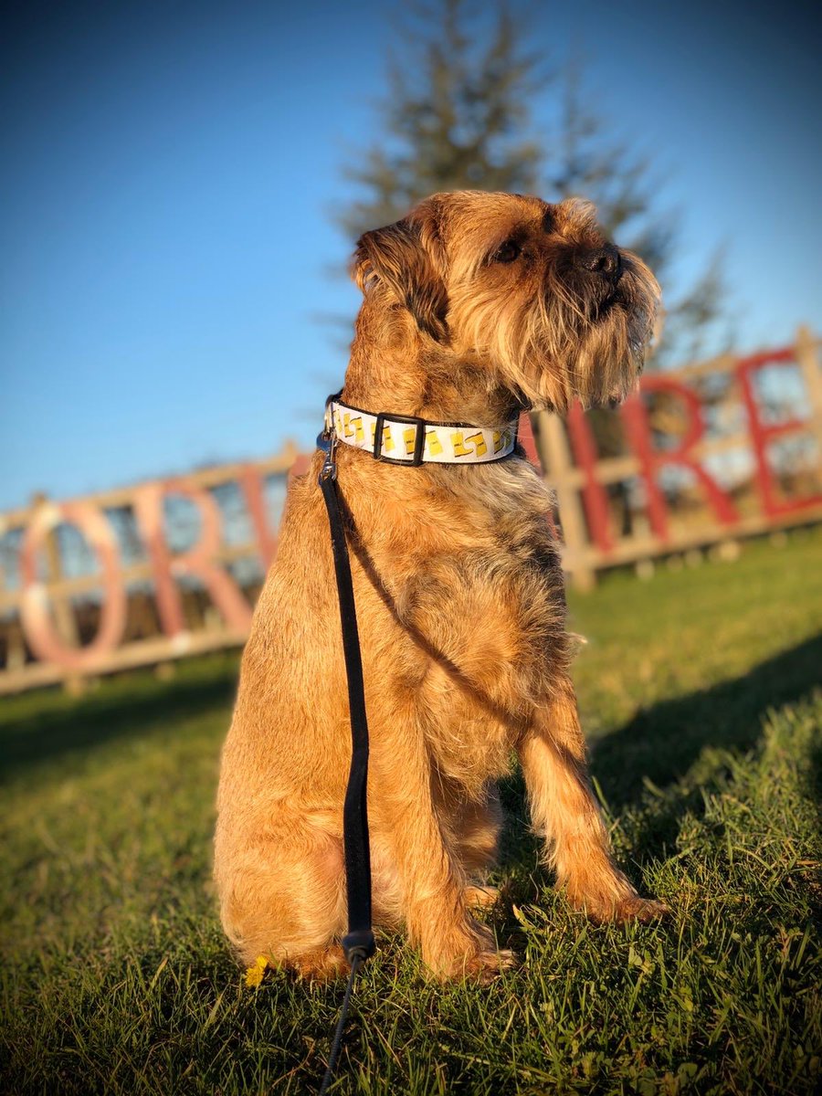 MontyHuby's tweet photo. Morning pals just enjoying the winter sun before I go for a bimble around the children’s ward@PetsAsTherapyUK🐾#BTPosse #yorkshiredog #drmagnus #magicmedicine @FloraGangsta @HWicket @claptonterrier @BonnieBooBT @hamish_hrh @borderonwheels @erictheborder @MossTheBT @marley_archie https://t.co/iEmWiCfqMi