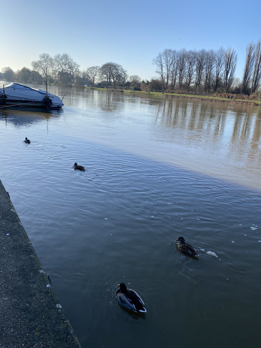 sinders25's tweet photo. Making marathon training bearable #16mileroute #runningducks https://t.co/kgQJUImfYP