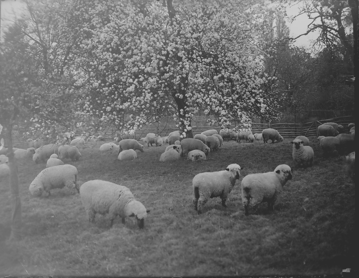 Black and white photograph of sheep grazing at an orchard at Aston Tirrold, Oxfordshire.