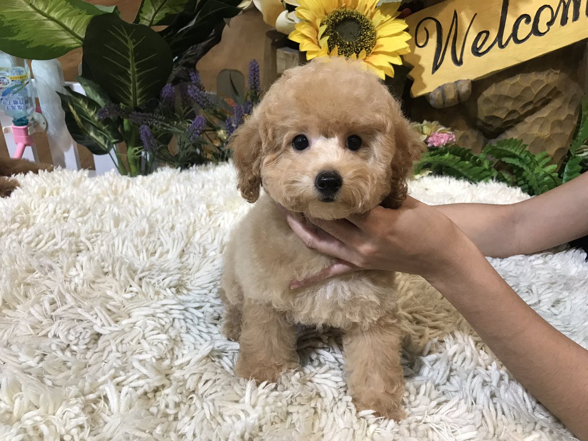 MummyTeddy's tweet photo. Beautiful Apricot girl with black eyes and nose  #teacup #puppy #international #delivery https://t.co/C9o7Hdf662