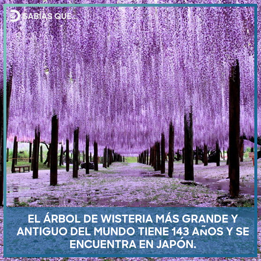 Superar los 100 años es normal en esta especie.