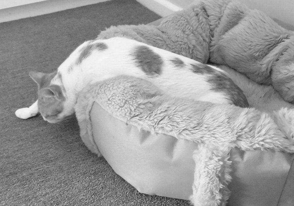 #cats 🤷🏻‍♀️