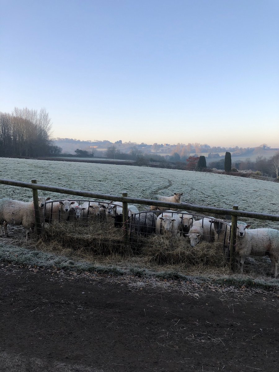 AMHProjects's tweet image. Brrrrr 🥶 It’s a frosty morning here on the farm but stunning views 😍Good morning sheep! 🐑 #lovewhereyouwork #connectwithnature #MondayMorning #MondayMotivation