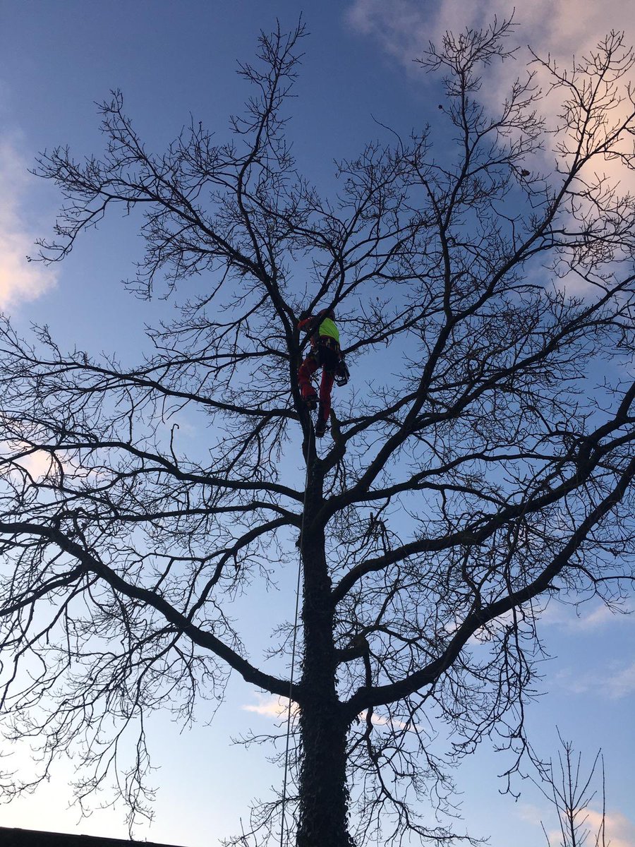johan_fidder's tweet photo. Afgelopen zaterdag maar weer eens een paar boompjes gesloopt. Was 4 jaar geleden dat ik voor het laatst geklommen had😅😁 https://t.co/CRlvaUDM0T