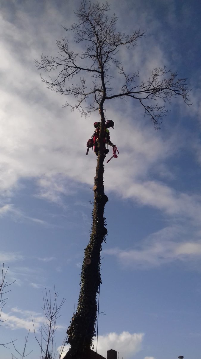 Afgelopen zaterdag maar weer eens een paar boompjes gesloopt. Was 4 jaar geleden dat ik voor het laatst geklommen had😅😁