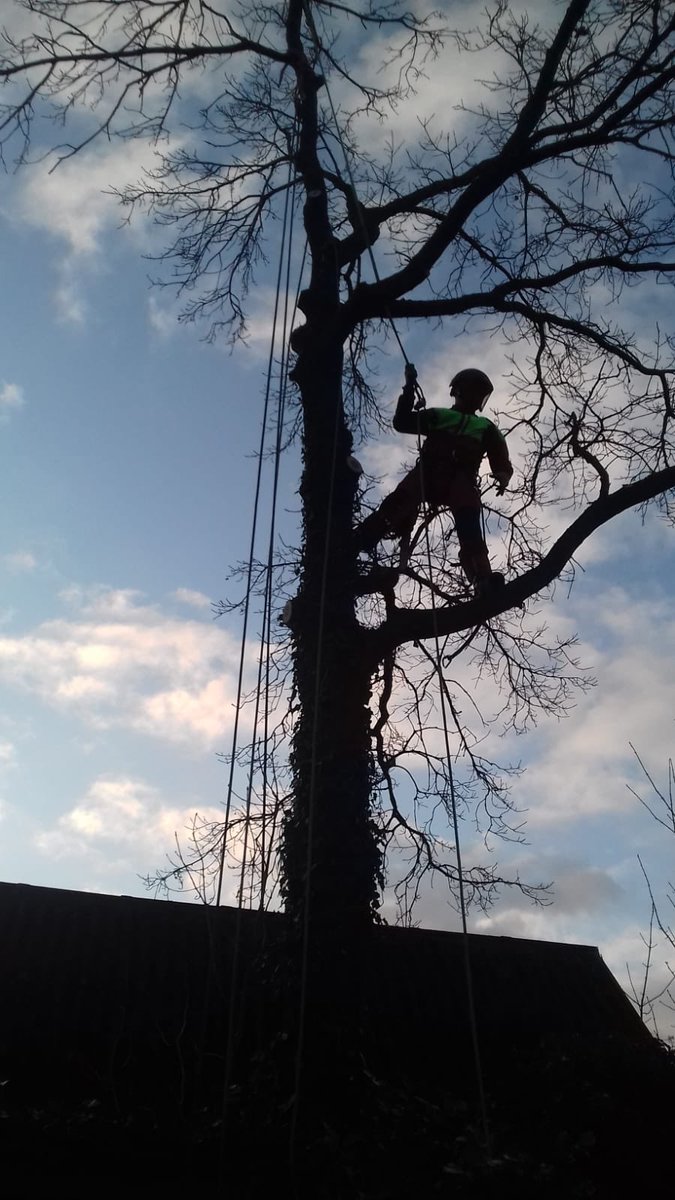 johan_fidder's tweet photo. Afgelopen zaterdag maar weer eens een paar boompjes gesloopt. Was 4 jaar geleden dat ik voor het laatst geklommen had😅😁 https://t.co/CRlvaUDM0T