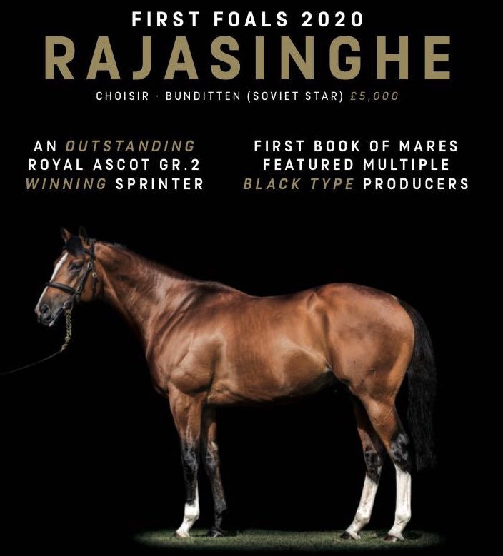 NatStudStallion's tweet photo. First foals arriving any day now for RAJASINGHE, a Royal Ascot Gr.2 winning 2yo with speed and precocity to burn 🔥

“We have sent Rajasinghe numerous mares and plan to support him heavily at the sales” - Richard Spencer, Rebel Racing

#BookNow #FirstFoals #EarlySpeed https://t.co/ytUQIKHTk1