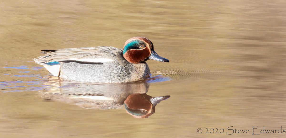 Male Teal reflected at Bowling Green @RSPBExeEstuary 

'Chase The Light - Meter The Light - Shoot The Light'

@RSPBEngland @RSPBbirders @Natures_Voice @_BTO @BirdWatchingMag @wildeastdevon #mifsuds #CanonUK #lenscoat #teal #canonphotography #AShutteredLife