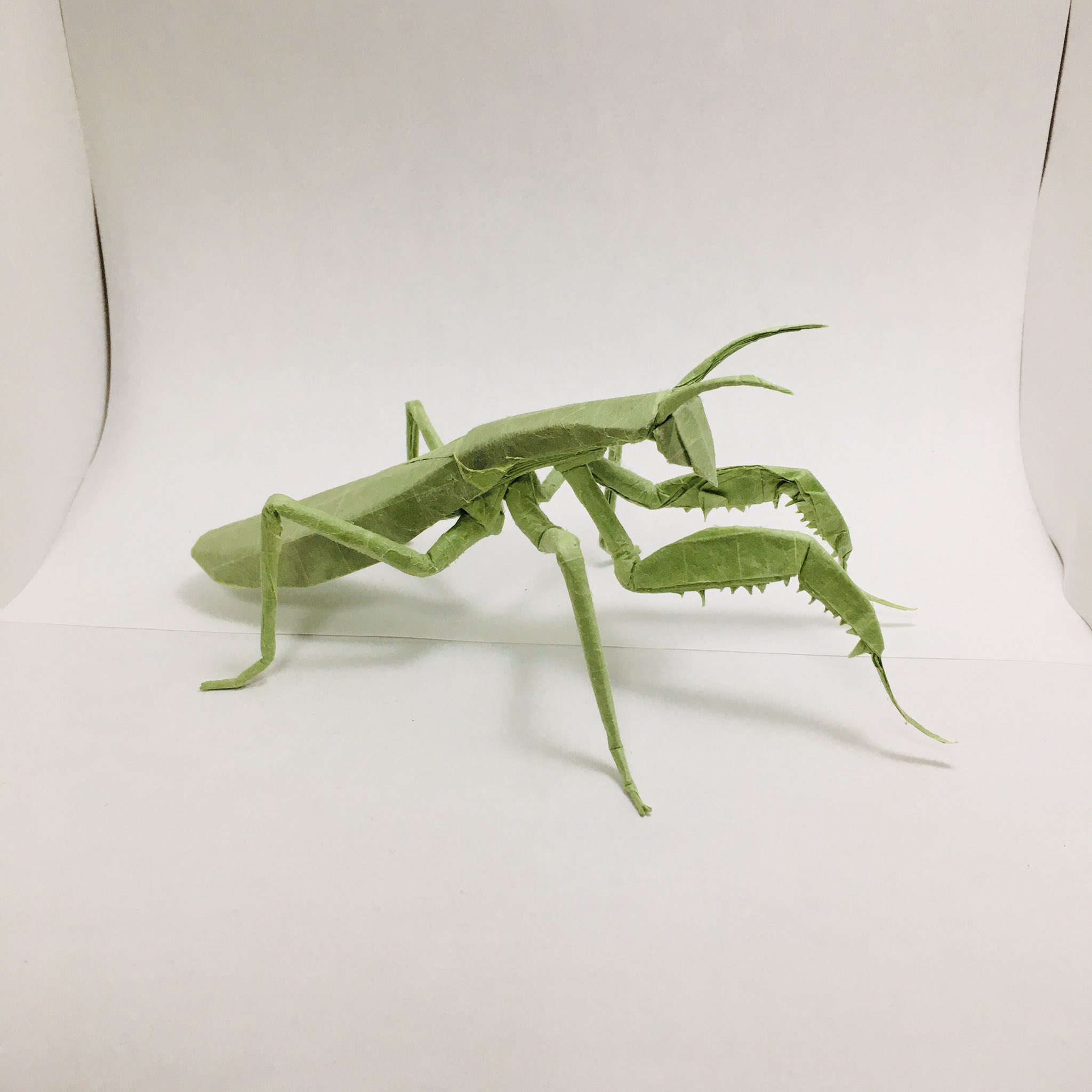 تويتر すぎぽよ على تويتر 今井幸太さんのカマキリ Praying Mantis Designed By Kota Imai 50cm雁皮紙より From One Sheet Of Square Paper やっと完成 これはマガジンのやつです やっぱりカッコいい W و 鎌のトゲがちょっと微妙なので 機会があれば