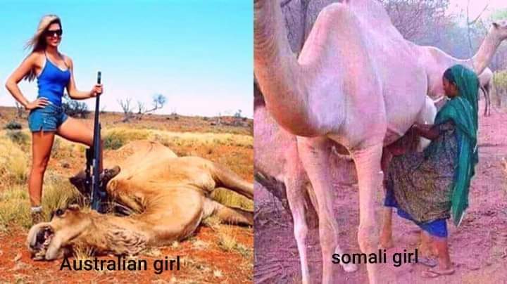 alinur55_99's tweet photo. Just see how much Somali pepole like camels and how fast white lady kill this  camel is pianfull! https://t.co/irUpQLRFS9