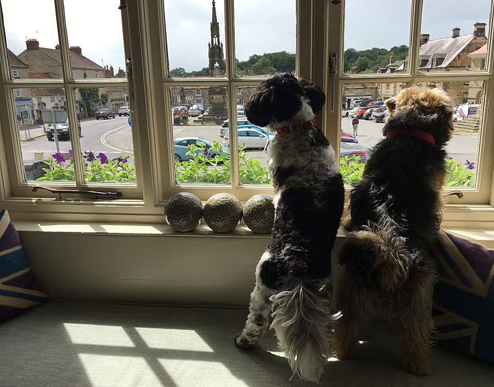 Surrounded by the breathtaking views of the North Yorkshire Moors located right here on our doorstep, we are lucky to be home to some of the finest walking routes in the land, perfect for walking mans best friend: ow.ly/cJod50xZTSh