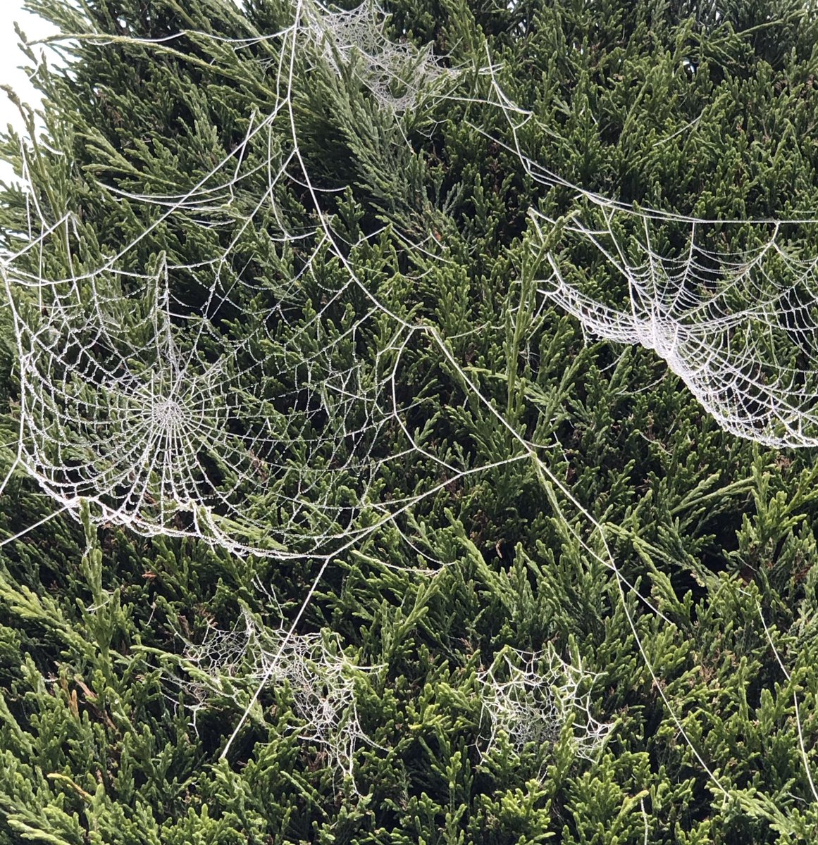 GardenAspects's tweet photo. Don’t want to disturb these guys!  #hedges no trimming today! #gardeners https://t.co/oQxxbqhPMG