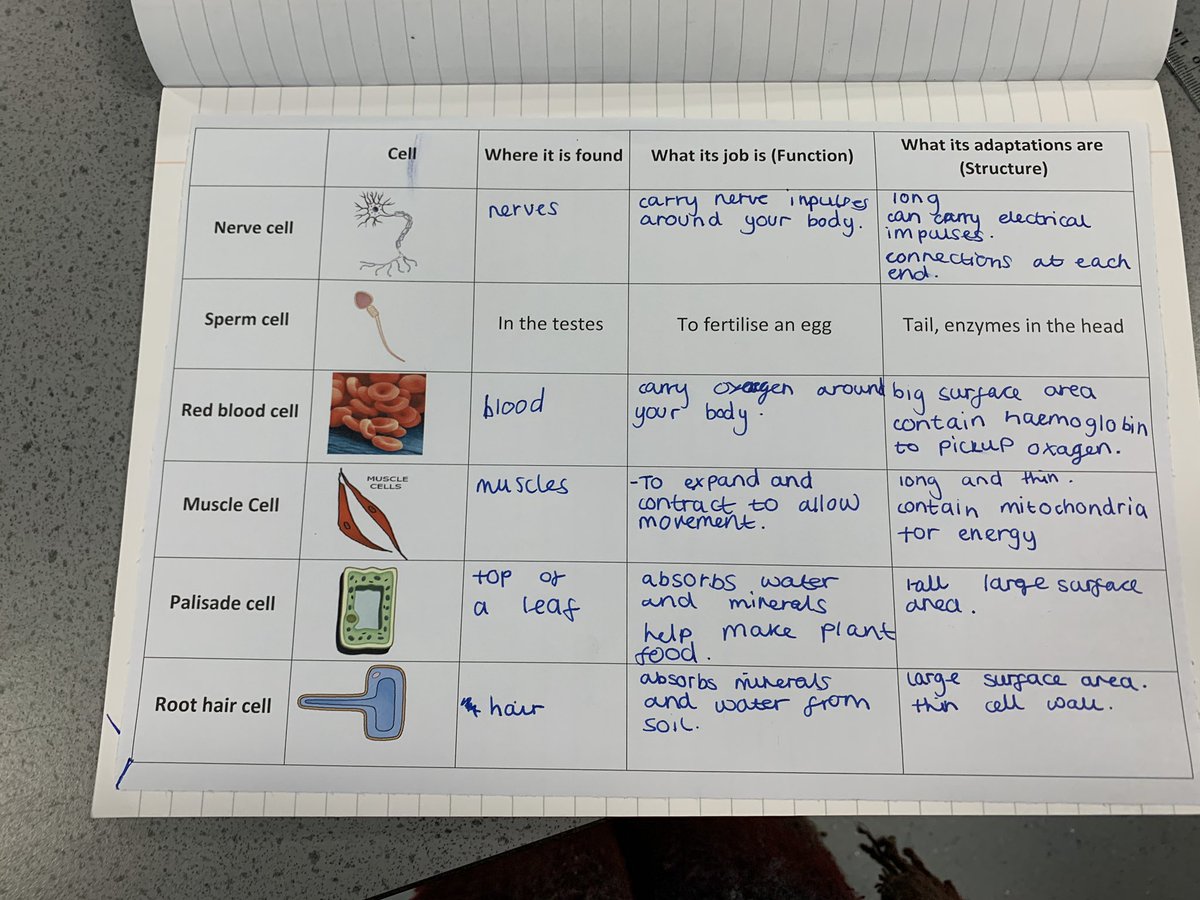 MEA_science's tweet photo. Year 7 have been expert learners modelling specialised cell structures @MEAcad #STEM #fantasticfutures https://t.co/aLTqz386Rf
