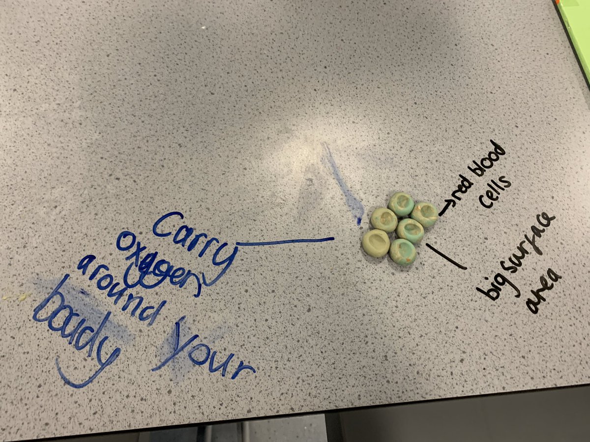 MEA_science's tweet photo. Year 7 have been expert learners modelling specialised cell structures @MEAcad #STEM #fantasticfutures https://t.co/aLTqz386Rf