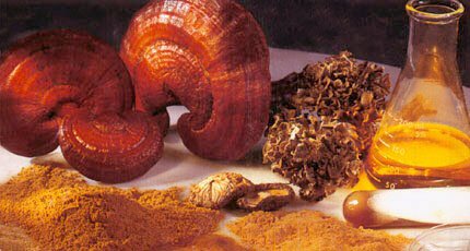 saludnaturaldb's tweet image. La información más amplia sobre los HONGOS MEDICINALES la encontrarás en Salud Natural DB, #GanodermaLucidum, #CordycepsSinensis, #MelenadeLeon, #Porias #hongosmedicinales #saludnaturaldb 

👉 saludnaturaldb.com/hongos-medicin…