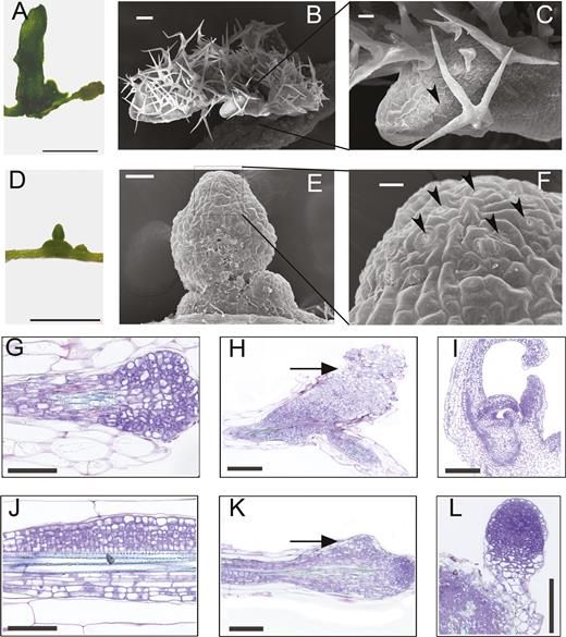 De-repression of miR156-targeted SPL10 abolishes shoot regeneration in Arabidopsis. 