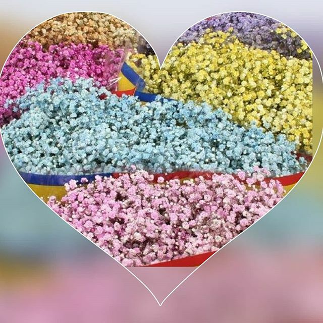 AprilFlowersltd's tweet photo. Заказываем крашенную Гипсофилу на праздники у наших менеджеров!
sales@enigmaflowers.com
Watsapp +972547639777
 #aprilflowersLtd #aprilflowersisrael #flowersisrael #floristisrael #цветыаприль #цветыизизраиля https://t.co/f6qLtIBfr6