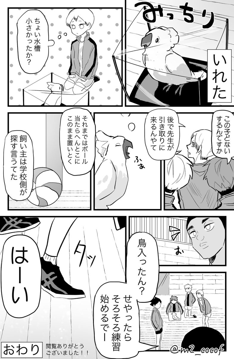 稲荷崎高校の体育館に迷いオウムが来た話②おわり 