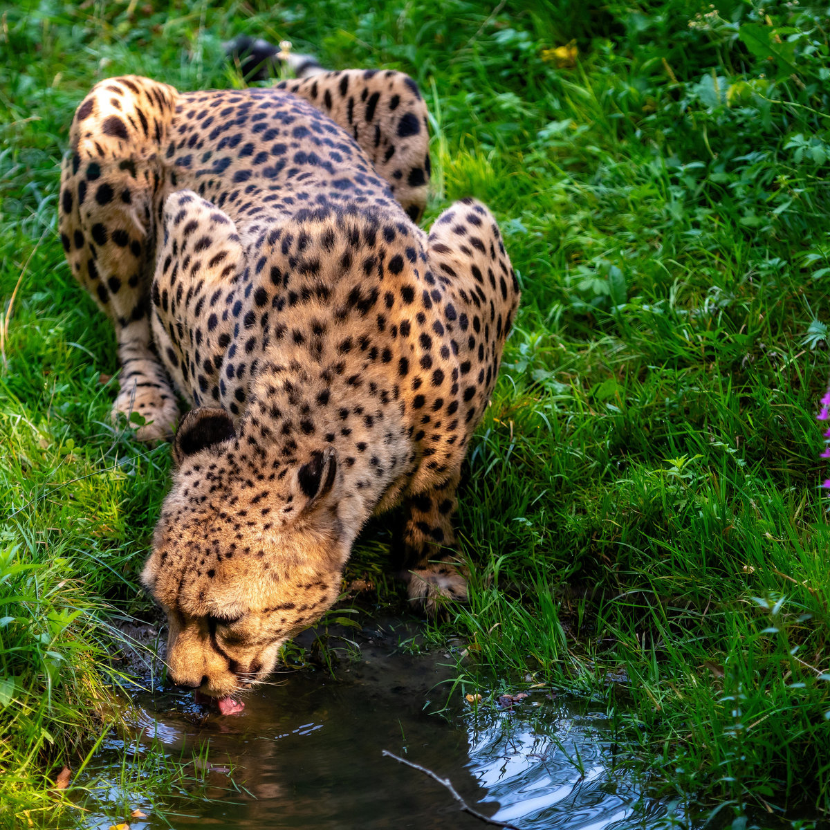 photocase's tweet photo. Big cats need care too.
------------
respect the environment. ⁠
respect each other.⁠
respect the copyright.⁠
⁠------------
A photo by #Askolds. All rights reserved.
------------
https://t.co/92pyLRRGlc https://t.co/C6OuTMkPIo