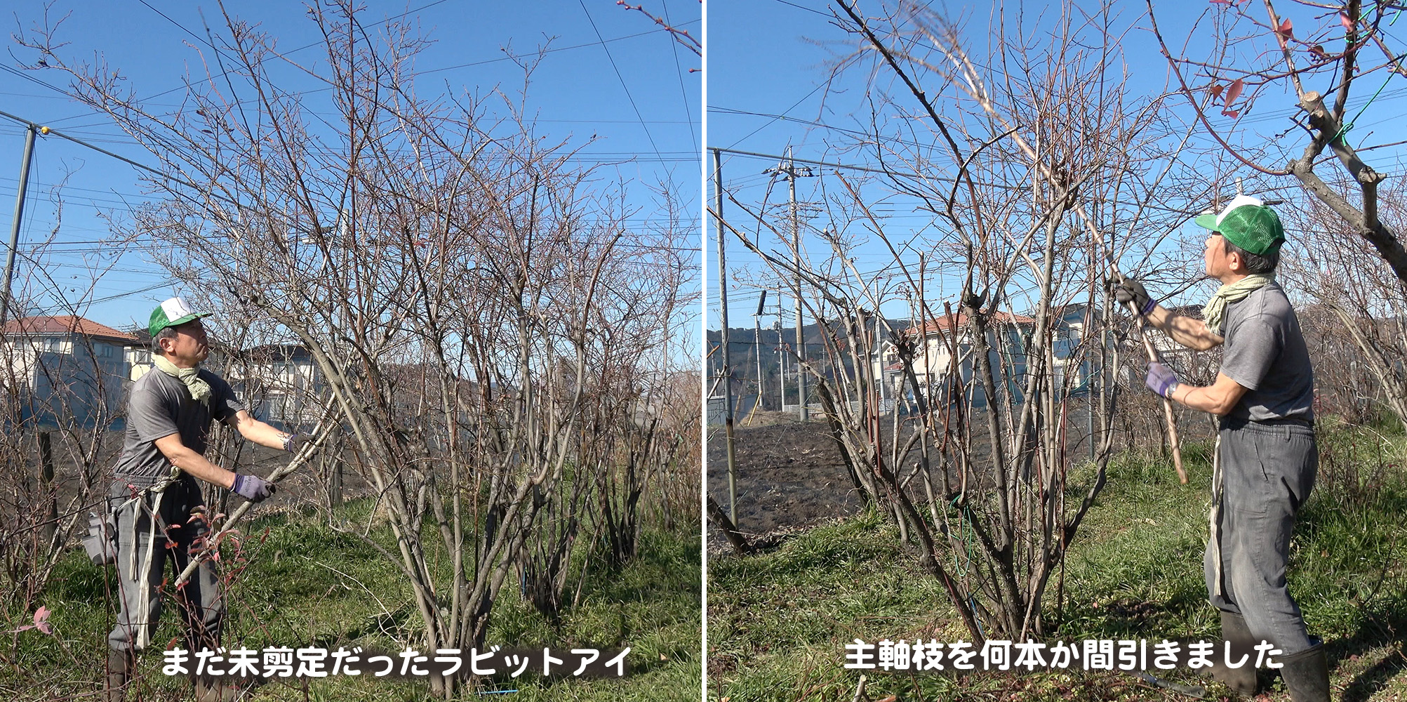 福田 俊 Sur Twitter 先日に続き古い木材をロケットストーブで燃やしました 燃えかすで焼き芋ができます おいしいです ラビットアイの未 剪定株があり 主軸枝を何本か間引きました イラガのまゆを見つけて退治しました 剪定枝はすぐにシュレッダーでチップにしま 福田 俊 Sur Twitter 先日に続き古い木材をロケットストーブで燃やしました 燃えかすで焼き芋ができます おいしいです ラビットアイの未 剪定株があり 主軸枝を何本か間引きました イラガのまゆを見つけて退治しました 剪定枝はすぐにシュレッダーでチップにしま