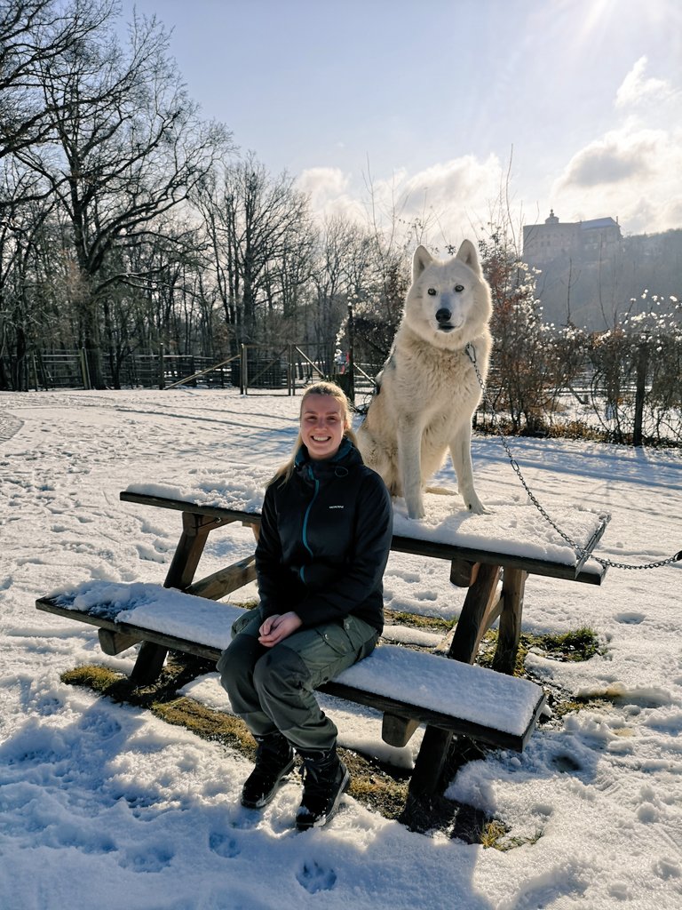 Just enjoyed a spontaneous walk with Mr Amarok in the snow 🐺❄️ So excited to be part of the team at the Wolf Science Center 😍
#Wolves