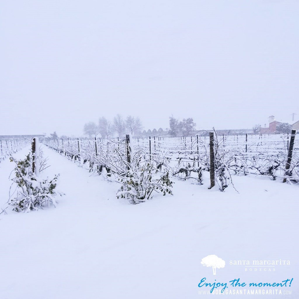 BodegasSantaMar's tweet photo. Hoy nuestros viñedos han amanecido complétamente blancos!! ❄⛄ 😊
#SantaMargarita #Bodega #EnjoyTheMoment #Caudete
.
.
.

#vino #wine #winelovers #hoyahermosa #spanishwine #winelovers #winederlust #winerist #gourmet #foodie #drinks #castillamancha #albacete #vineyards #viñedos https://t.co/LlUJoPb7qj