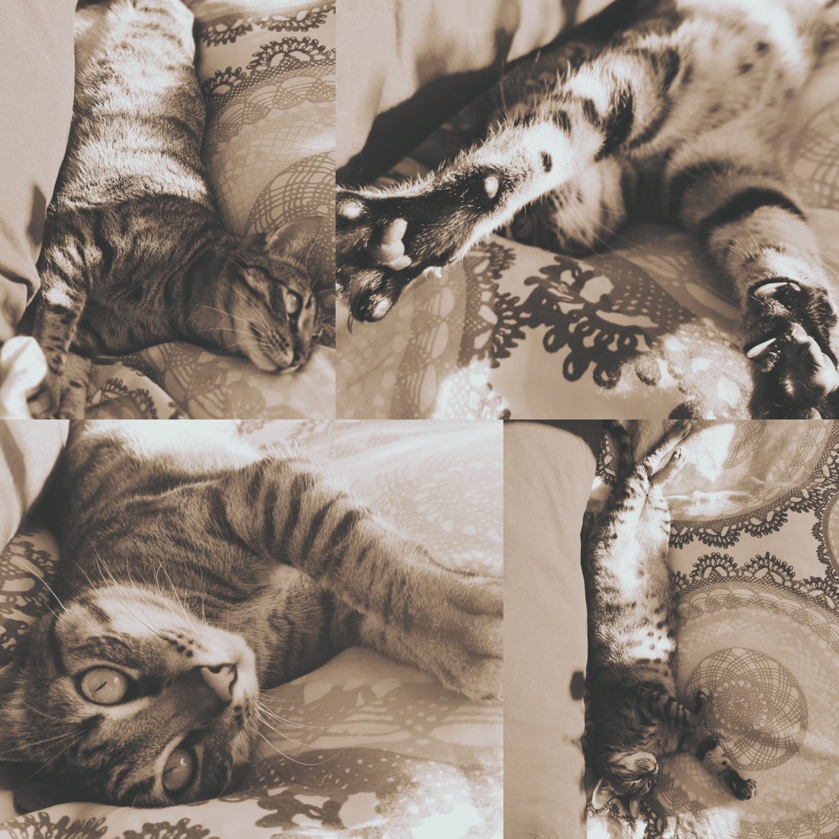 DasC_Team's tweet photo. Einmal Sonne tanken...fΓΌr meinen kleinen, spanischen Bauch. ππ»βοΈ
#Cashy
#Sonne
#enjoysun
#KatzenausSpanien
#aufderSonnenseite
#AdoptDontShop https://t.co/ysufpDJJOL